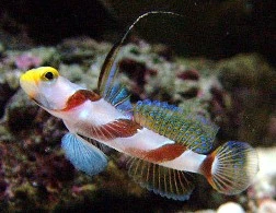 Stonogobiops xanthorhinica